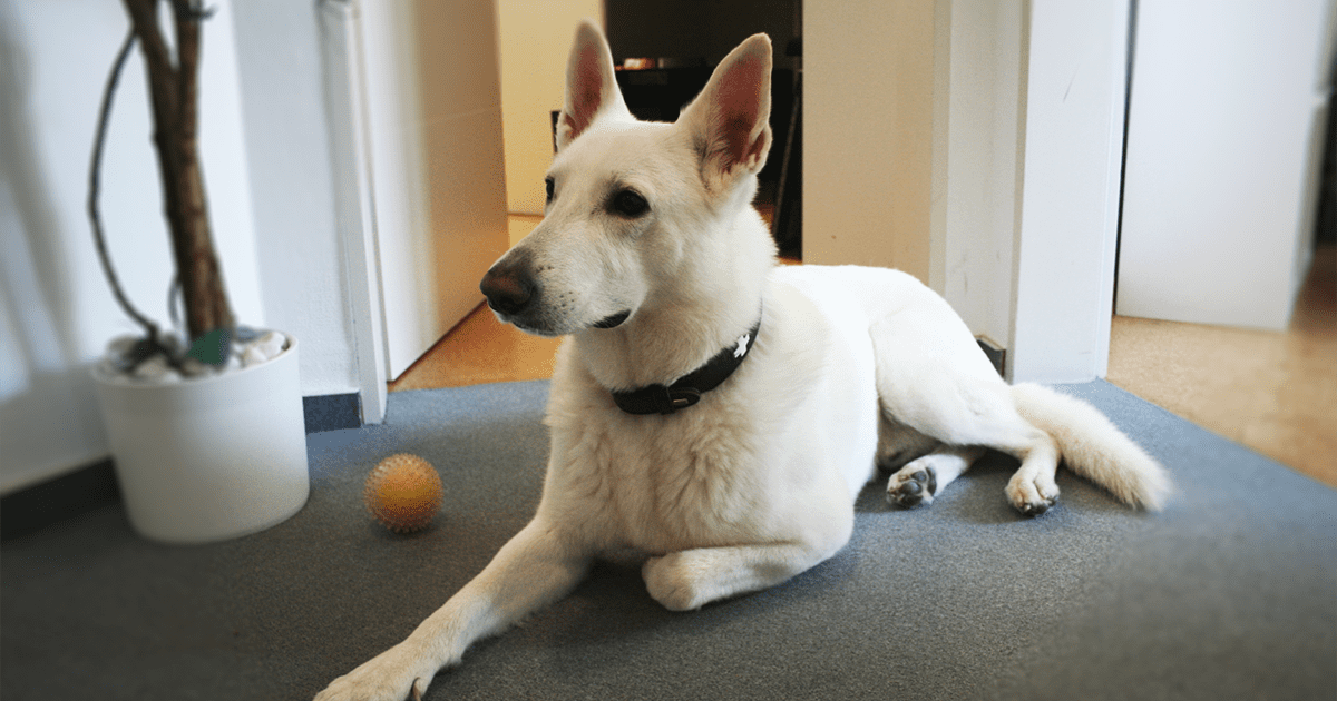 Geschäftshund Blue liegt entspannt im Flur